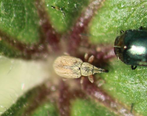 Réf. 320 440 : Malvapion malvae